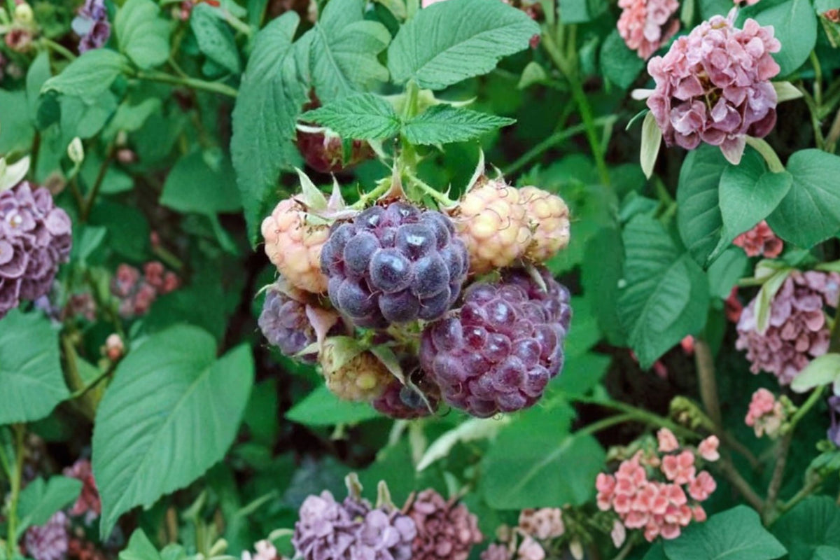 Glencoe Purple Raspberry – Live Rooted Starter Plant | Thornless Summer-Bearing Raspberry | Sweet Purple Berries | Edible Garden Fruit Bush