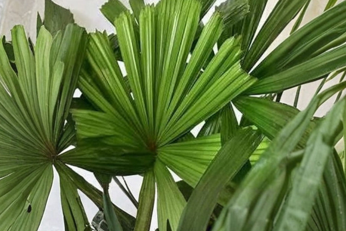 Old Man Palm Tree – Live Tropical Palm in 3 Gallon Pot | Ornamental Palm | Exotic Landscape & Patio Plant