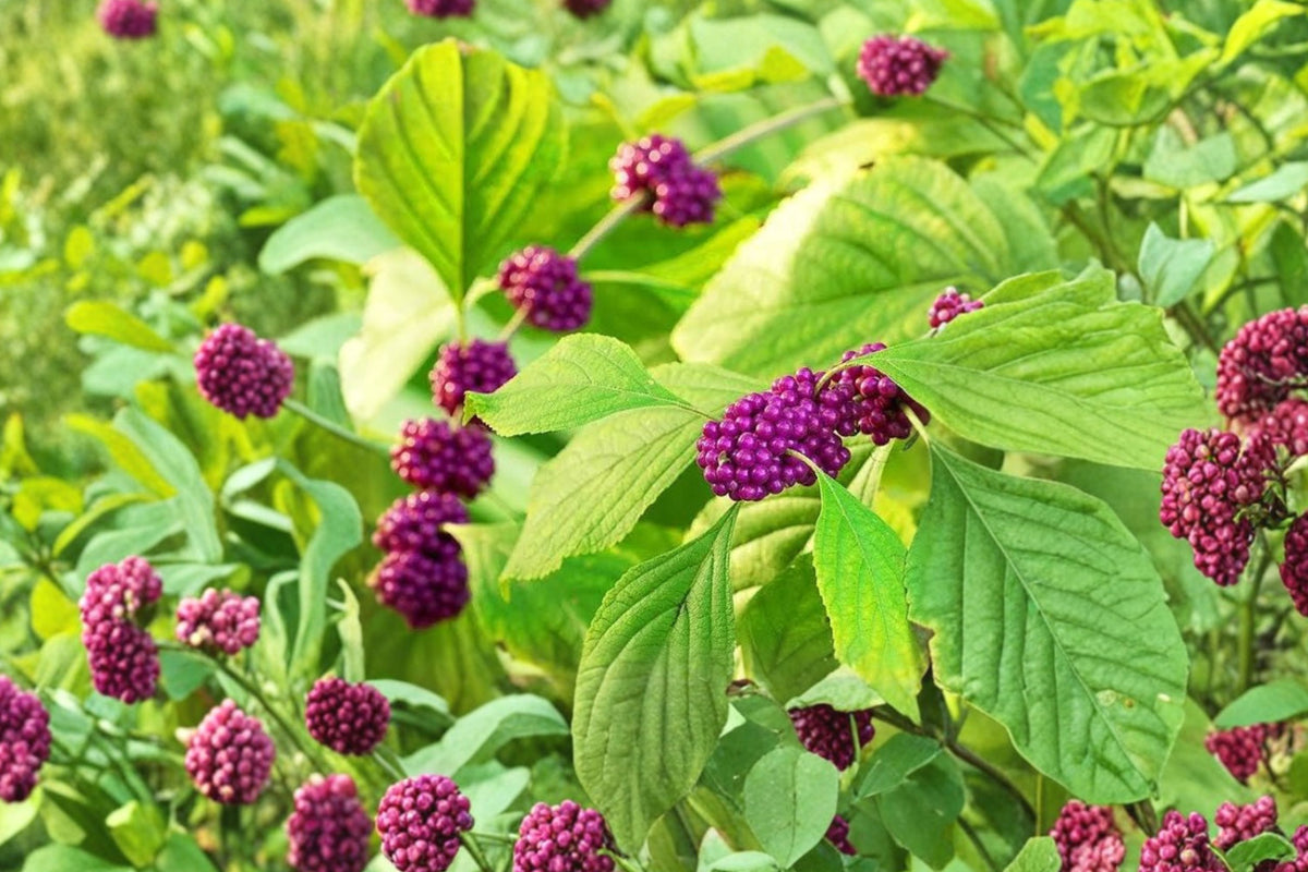 American Beautyberry Bush – 8+ Fresh Unrooted Cuttings | 6–8 Inches Long | Callicarpa americana | Purple Berry Shrub | Propagation Cuttings