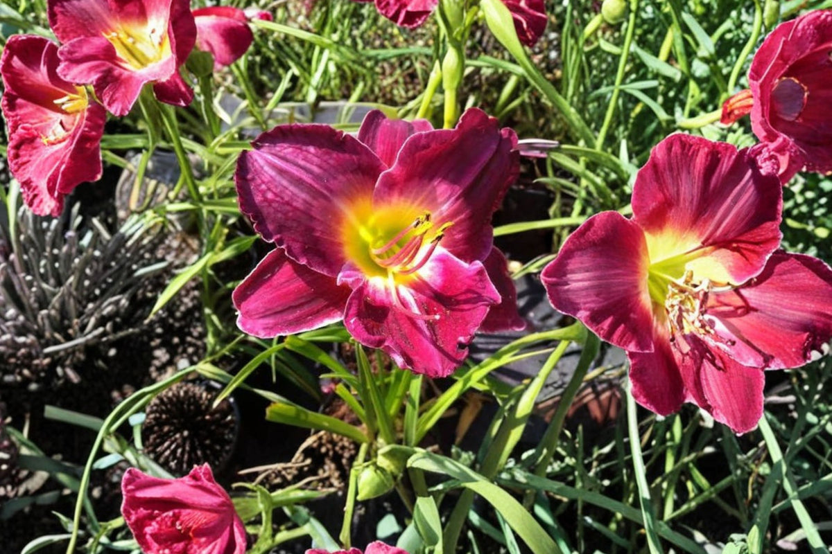 Lexington Avenue Daylily – Live Bare Root Plant | Hemerocallis ‘Lexington Avenue’ | Wine Purple & Pink Flowers | Large Blooming-Size Perennial