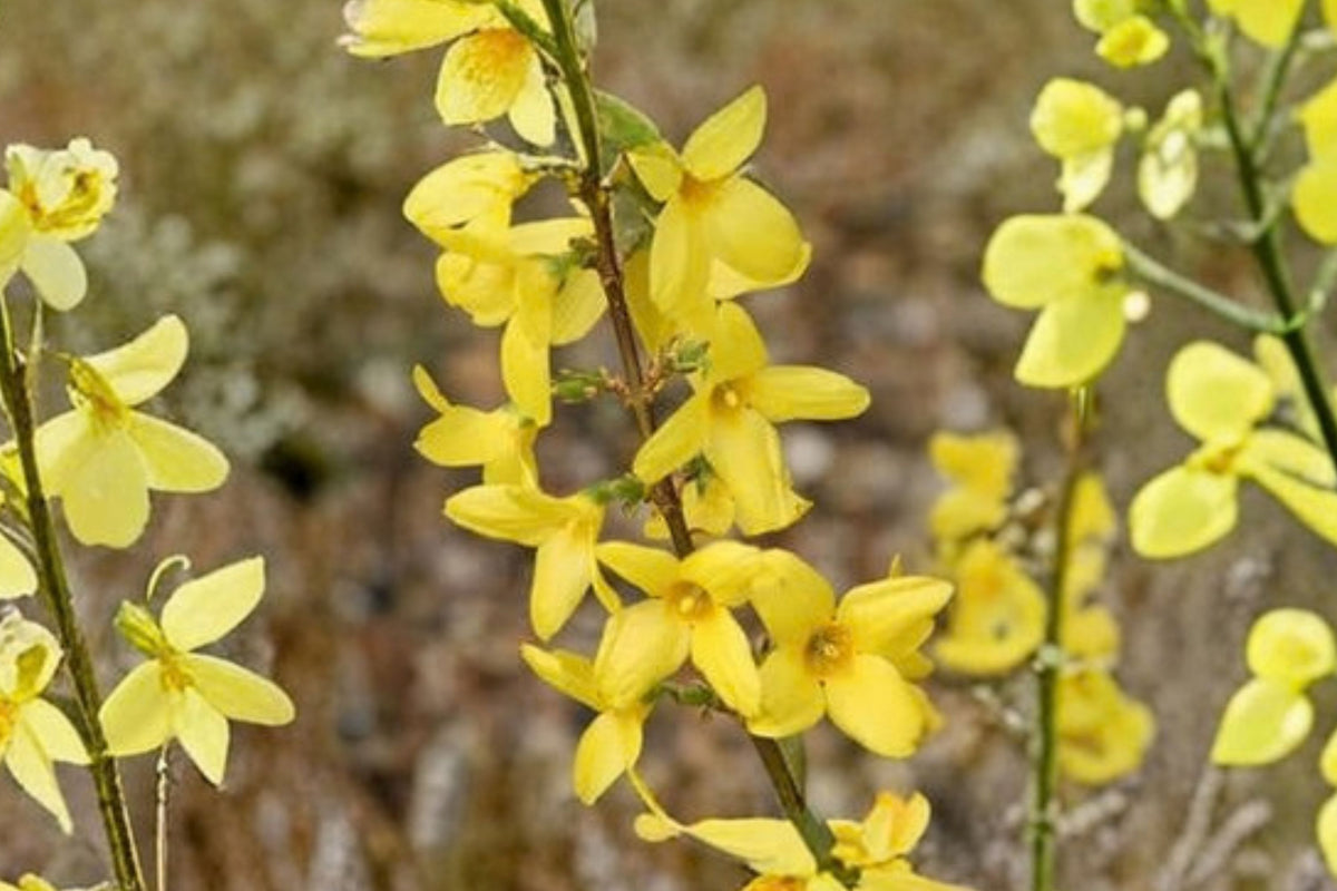 Lynwood Forsythia Live Plant – 1 Gallon Pot | Forsythia × intermedia ‘Lynwood Gold’ | Bright Yellow Spring Flowers | Fast-Growing Flowering Shrub