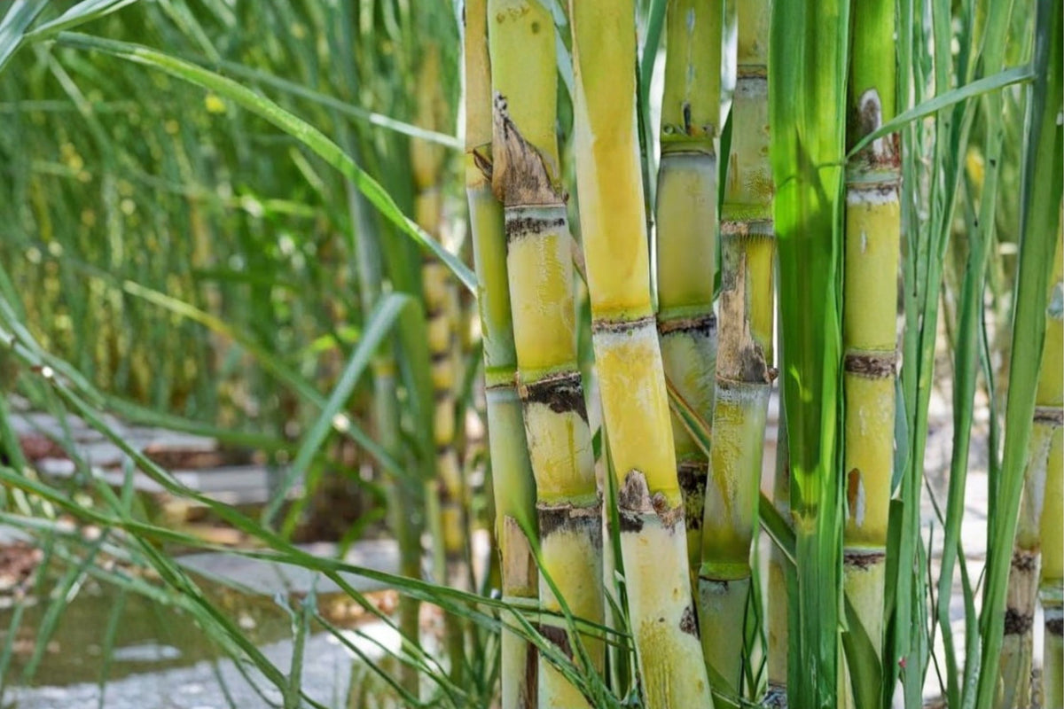 Sugarcane Live Plants – 3 Rooted Cuttings | Sweet Sugar Cane | Yellow & Green Tropical Grass | Ready-to-Grow Garden Starters