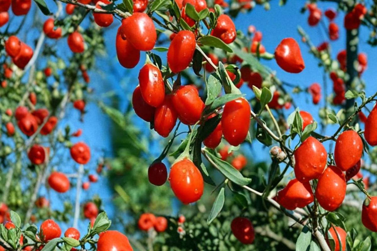 Large Goji Berry Live Plant – 3+ Year Old Well-Rooted Wolfberry | 15+ Inch Established Fruit Shrub | Semi-Bare Root Perennial