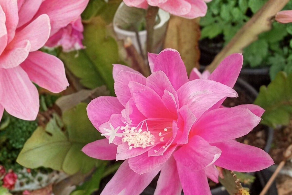 German Empress Epiphyllum – 1 Fresh Unrooted Cutting 6+ Inches | Rare Pink Flowering Orchid Cactus | Tropical Houseplant