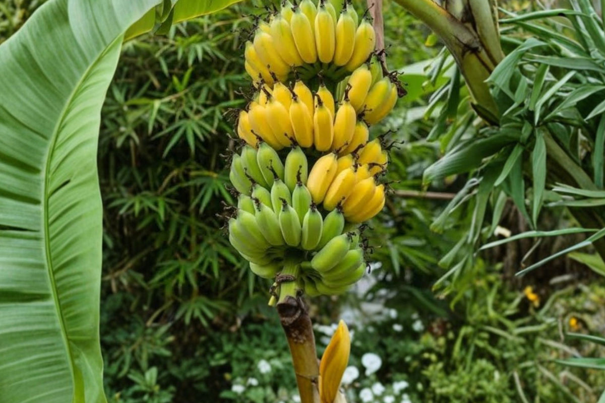 Gran Nain Banana – 10 Live Starter Plants | 3–6 Inch Bare Root Banana Plugs | Sweet Cavendish Banana | Tropical Fruit Garden