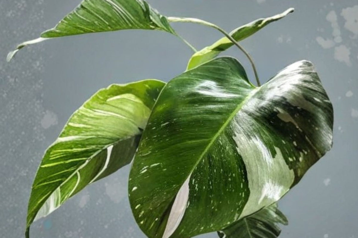 Philodendron White Princess Live Plant – 4-Inch Nursery Pot | Rare Variegated Tropical Houseplant | Green & White Foliage | Indoor Climbing Plant