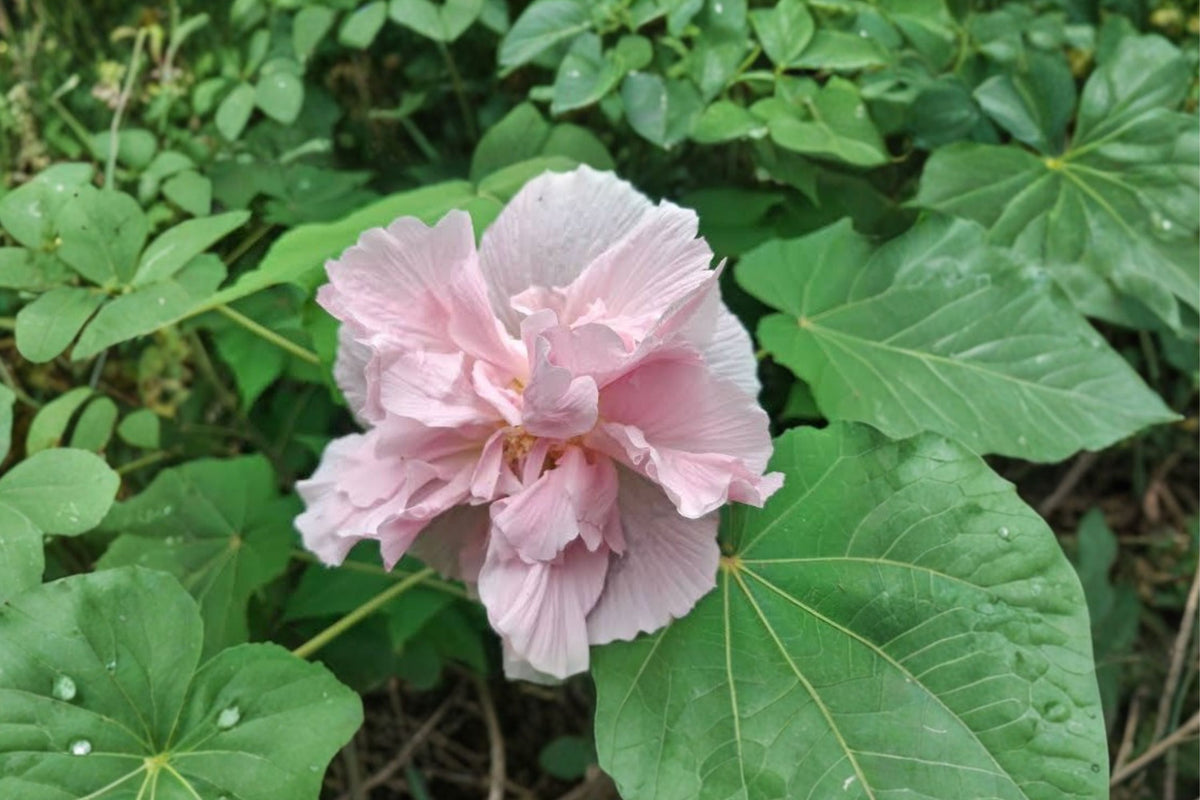 Confederate Rose Hibiscus – 5 Live Unrooted Cuttings | Approx. 6 Inch Hibiscus mutabilis | Double Pink Color-Changing Flowers | Propagation Cuttings