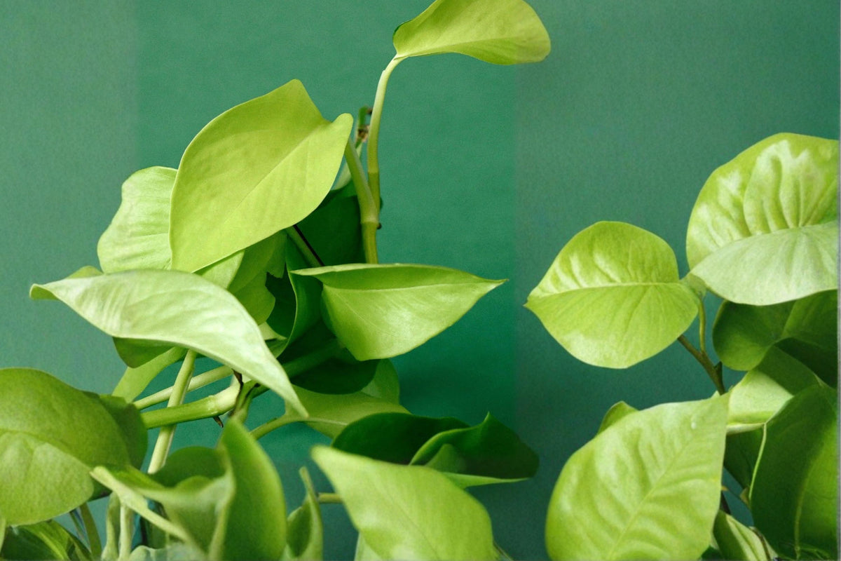 Neon Pothos Live Plant – Rooted Bare Root Epipremnum aureum ‘Neon’ | Bright Chartreuse Houseplant | Easy Indoor Trailing Vine