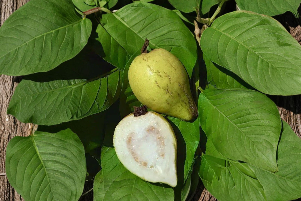Mexican Cream Guava – 1 Live Potted Fruit Tree | One Gallon Pot | Psidium guajava | Tropical Edible Fruit Plant