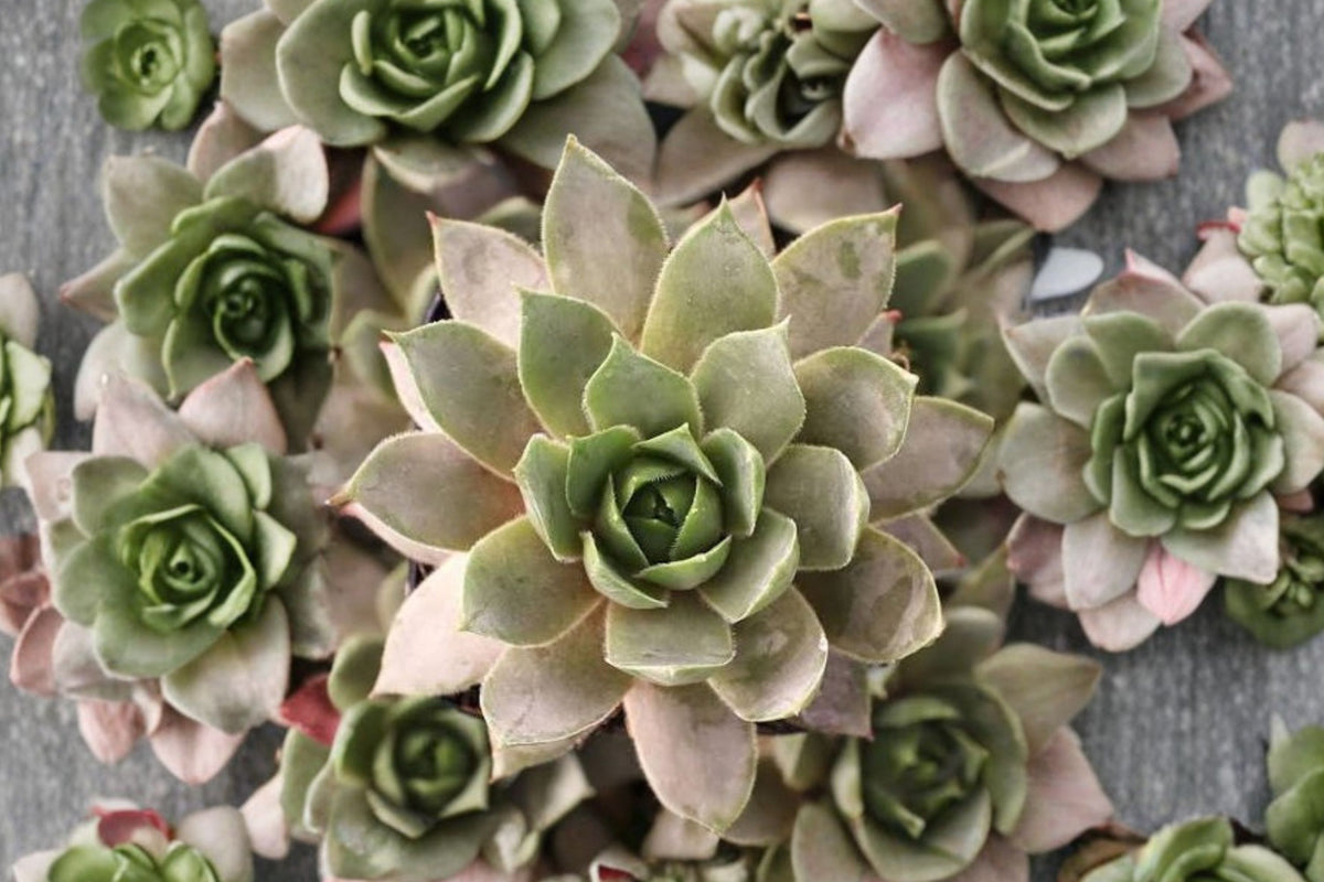 Sempervivum SuperSemp ‘Amethyst’ – 1 Live Cold Hardy Succulent | Hens & Chicks | 3.5-Inch Display Size | Outdoor Rock Garden Plant