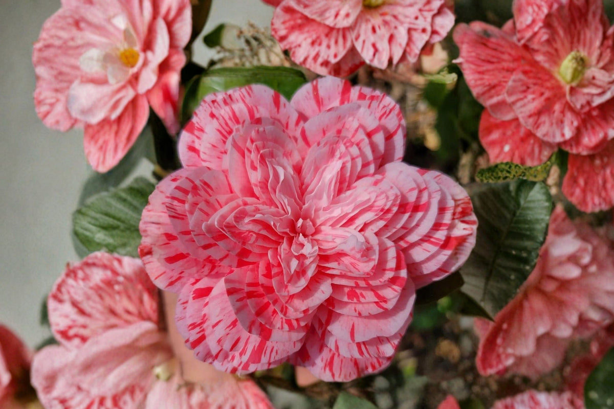 Buttermint Camellia Japonica – 1 Live Starter Plant | 3-Inch Potted Camellia | Unique Flowering Evergreen Shrub | Shade Garden Plant