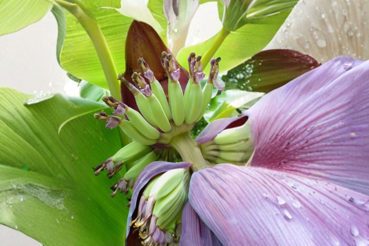 Plantain Banana – 1 Live Tropical Plant | Fast-Growing Musa | Lush Garden Foliage | USDA Inspected | No California Shipping