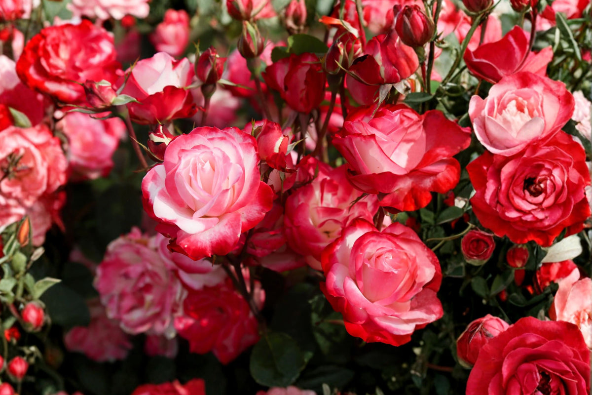 Cherry Parfait Grandiflora Rose – 1 Own-Root Live Plant | Approx. 10 Inches Tall | Creamy White & Cherry Red Bicolor Rose