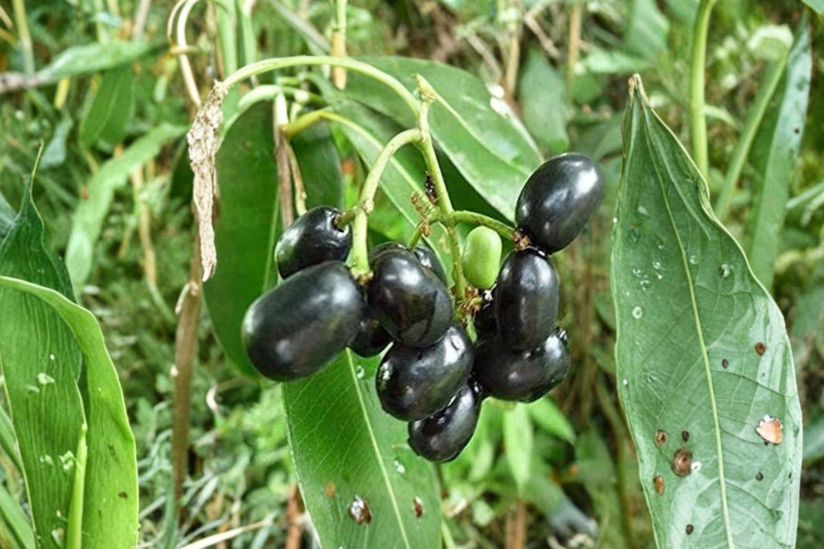 Black Java Plum – 1 Live Fruit Tree | 6–10 Inch Syzygium cumini Starter Plant | Jamun Jambolan | Cây Trái Trâm