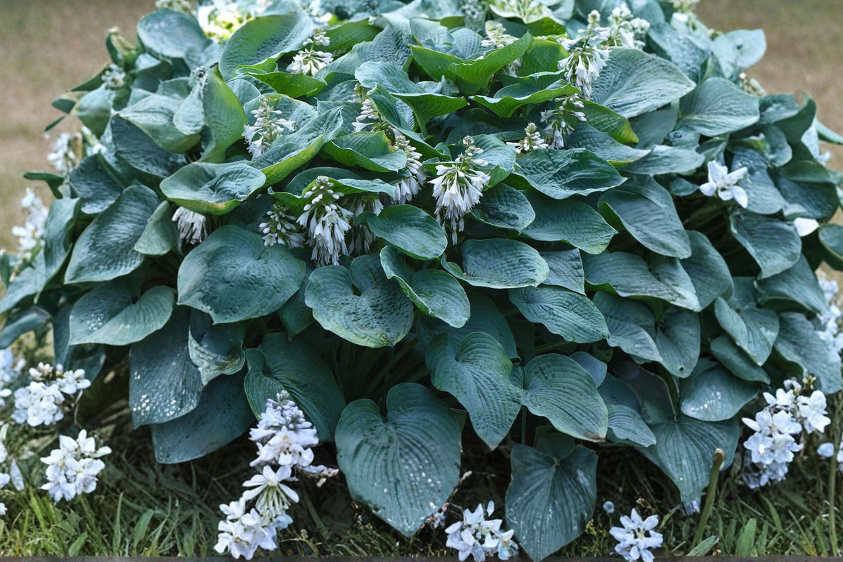 Green Hosta Sieboldiana – 18 Live Bare Root Plants | Shade-Loving Perennials | Green Foliage Garden Plants