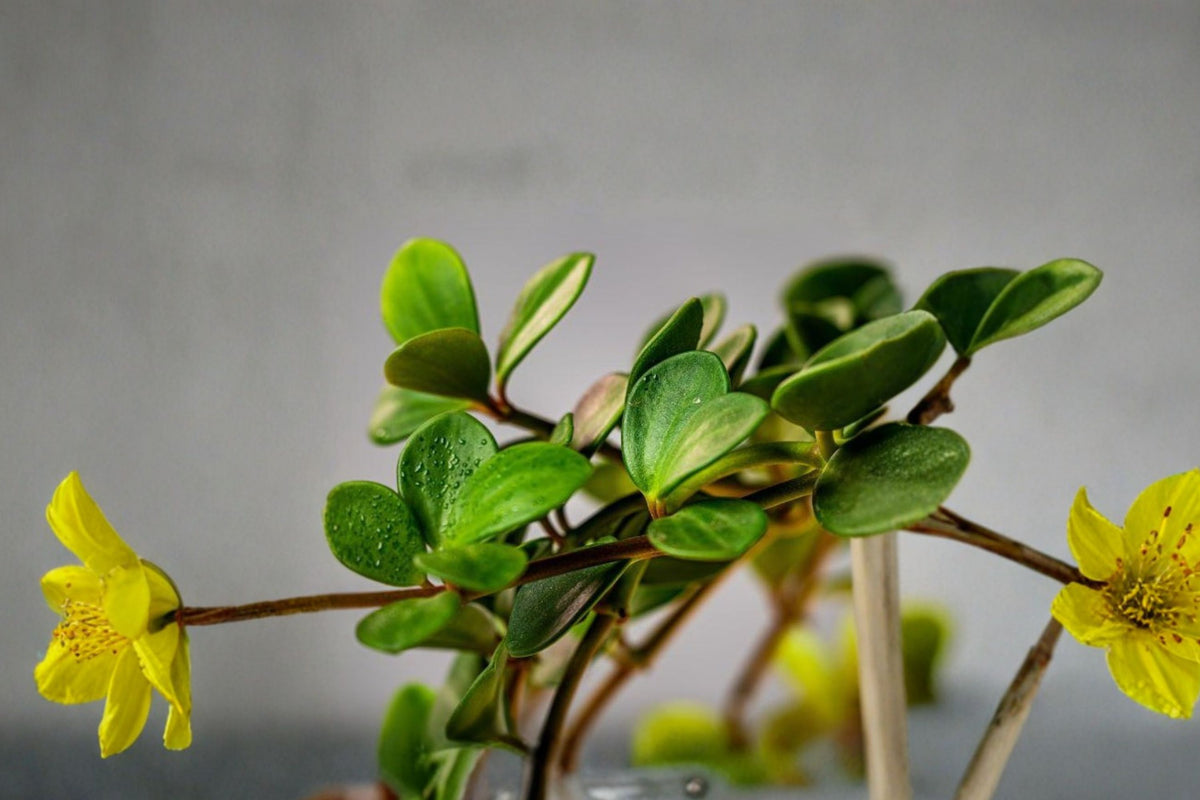 Peperomia Hope – 15 Live Cuttings | Approx. 6 Inch Succulent-Like Trailing Stems | Hanging Foliage Houseplant