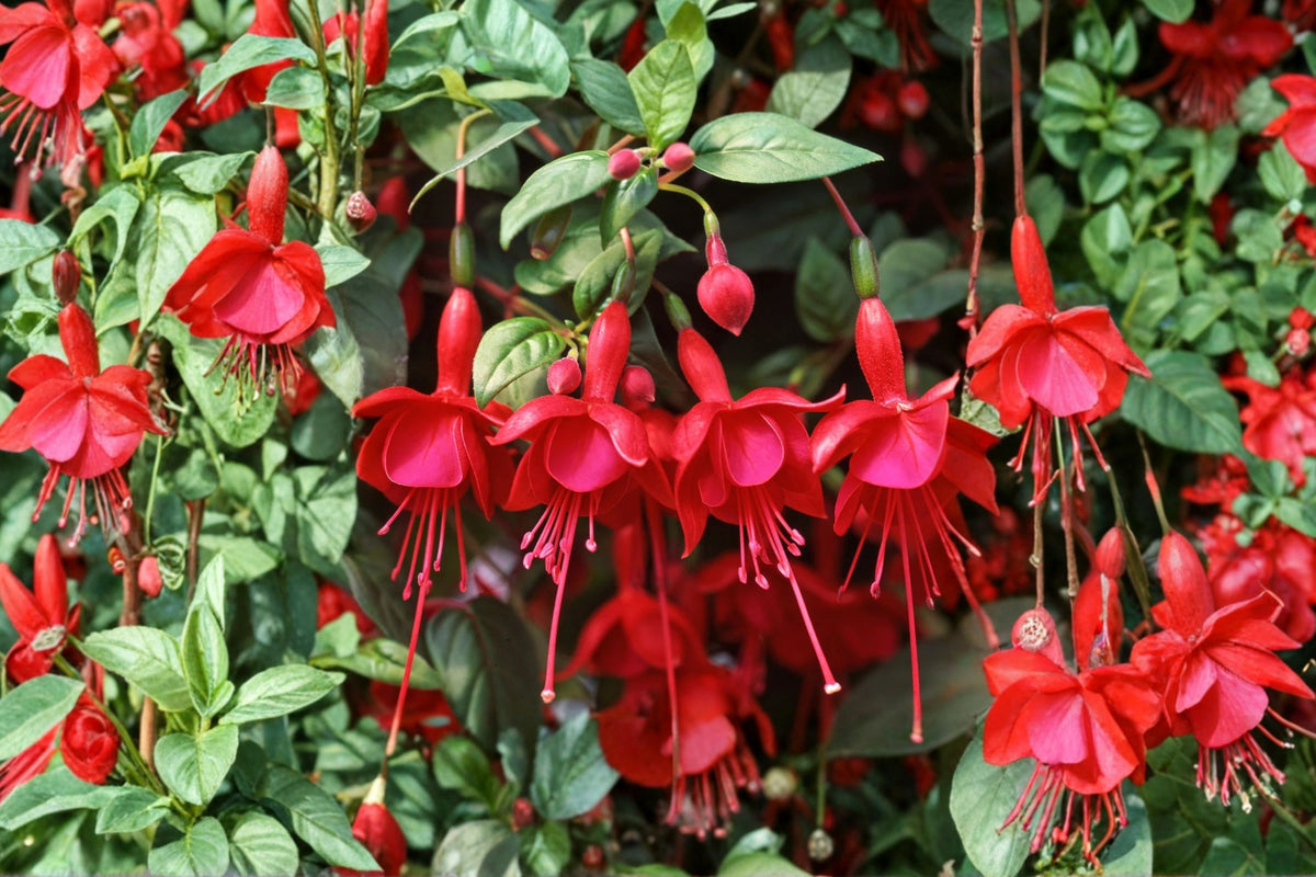 2 Live Marinka Fuchsia Plants – 5" Pots | Fuchsia Hybrid Flowering Plants | Trailing Ornamental Plants | Hanging Basket & Patio Plants