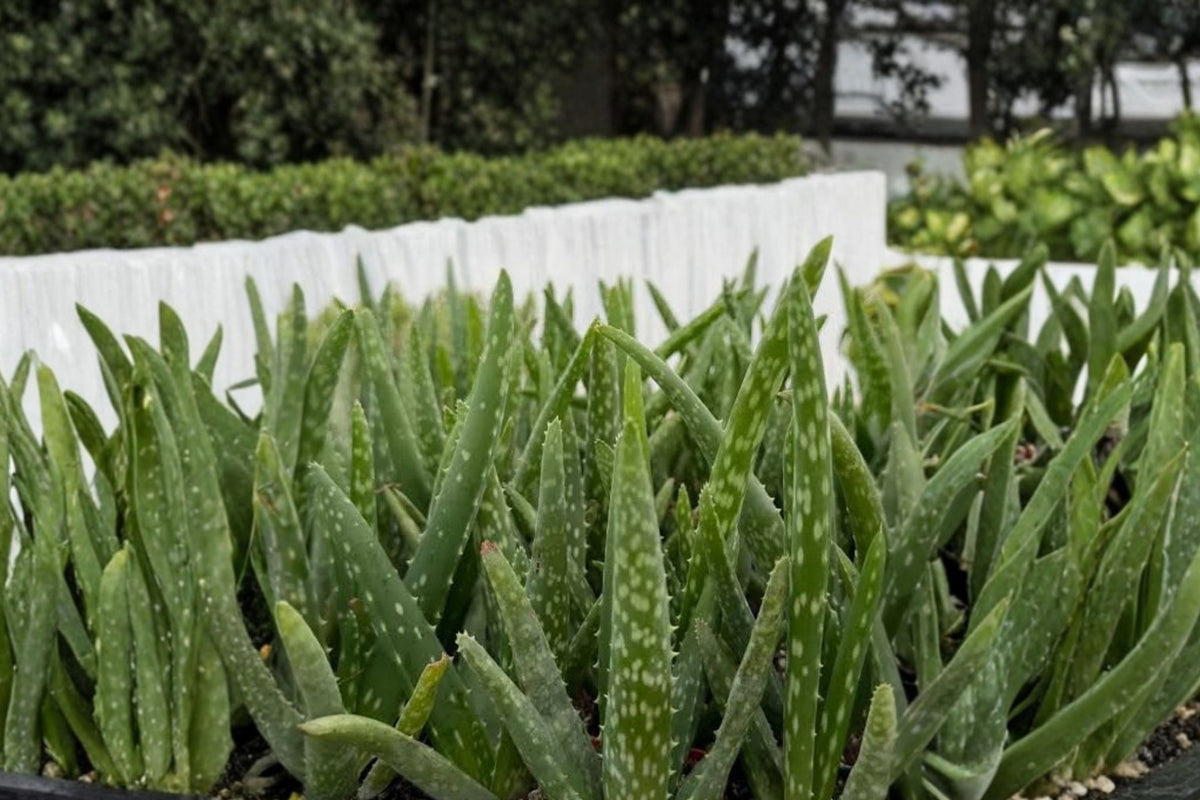 Organic Aloe Vera โ Live Potted Starter Plant | 6โ8 Inches Tall | 2.5" x 3.5" Pot | Organically Grown Succulent | Indoor & Outdoor Plant