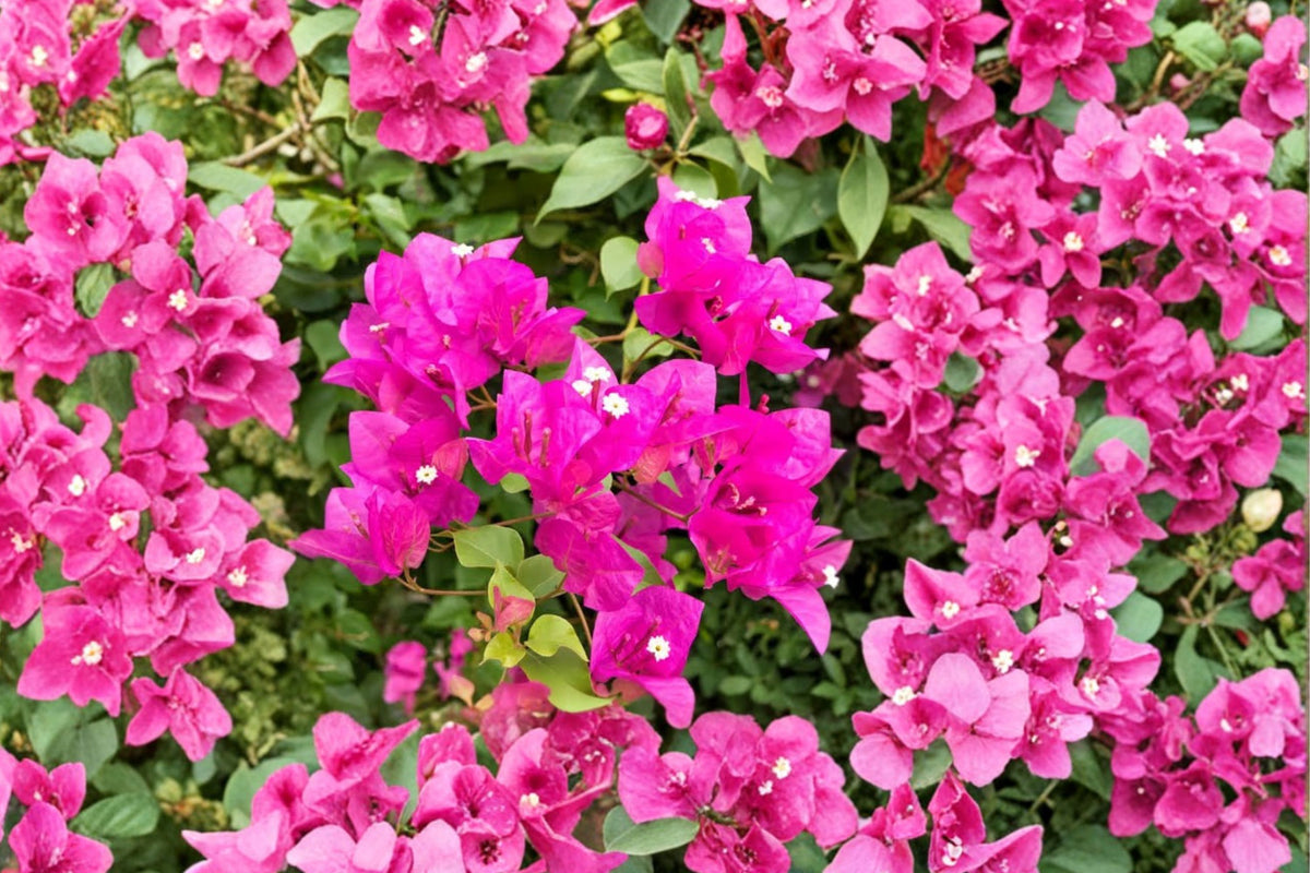 4 Multicolor Bougainvillea Plants – Live Rooted Starter Plants | 4–8 Inches Tall | Tropical Flowering Vines | Outdoor Garden & Container Plants