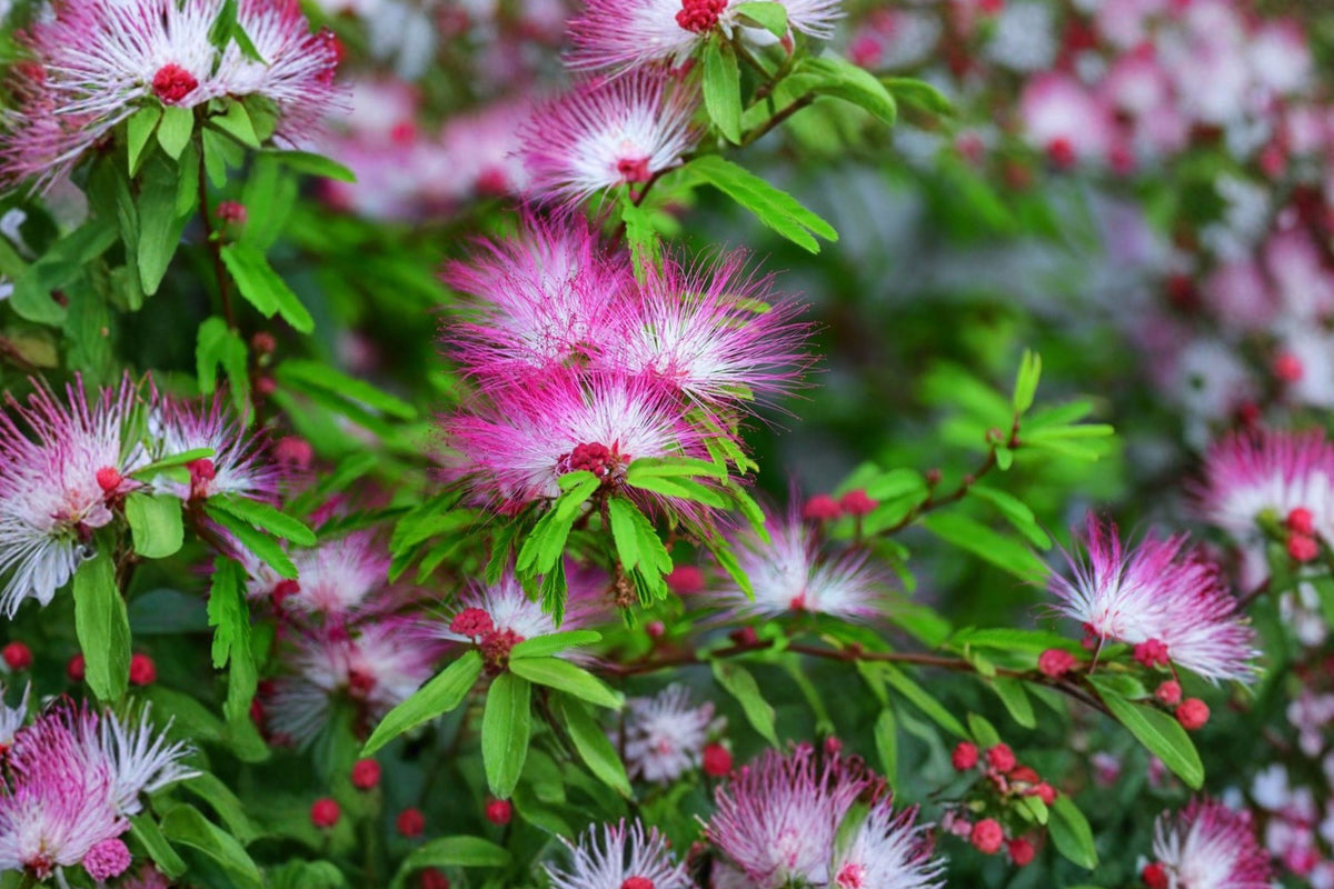 Pink Mimosa Tree – Albizia julibrissin Live Seedling | 6–12 Inches Tall | Silktree Starter Plant | Pink Flowering Ornamental Tree | Garden & Landscape Plant