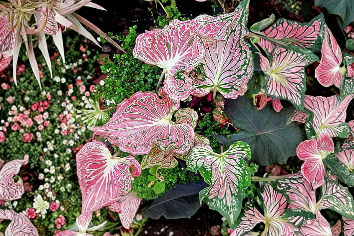 Thai Beauty Caladium – Live Rooted Aroid Plant | 4 Inch Pot | Pink Green Translucent Foliage | Rare Tropical Houseplant | Indoor Plant