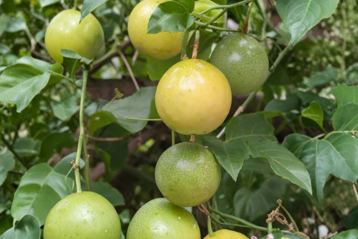 2 Yellow Passion Fruit Plants – Sweet Sunrise Live Rooted Vines | 4–6 Inches Tall | Cold Hardy Tropical Fruit Starter Plants | Ships Without Pot
