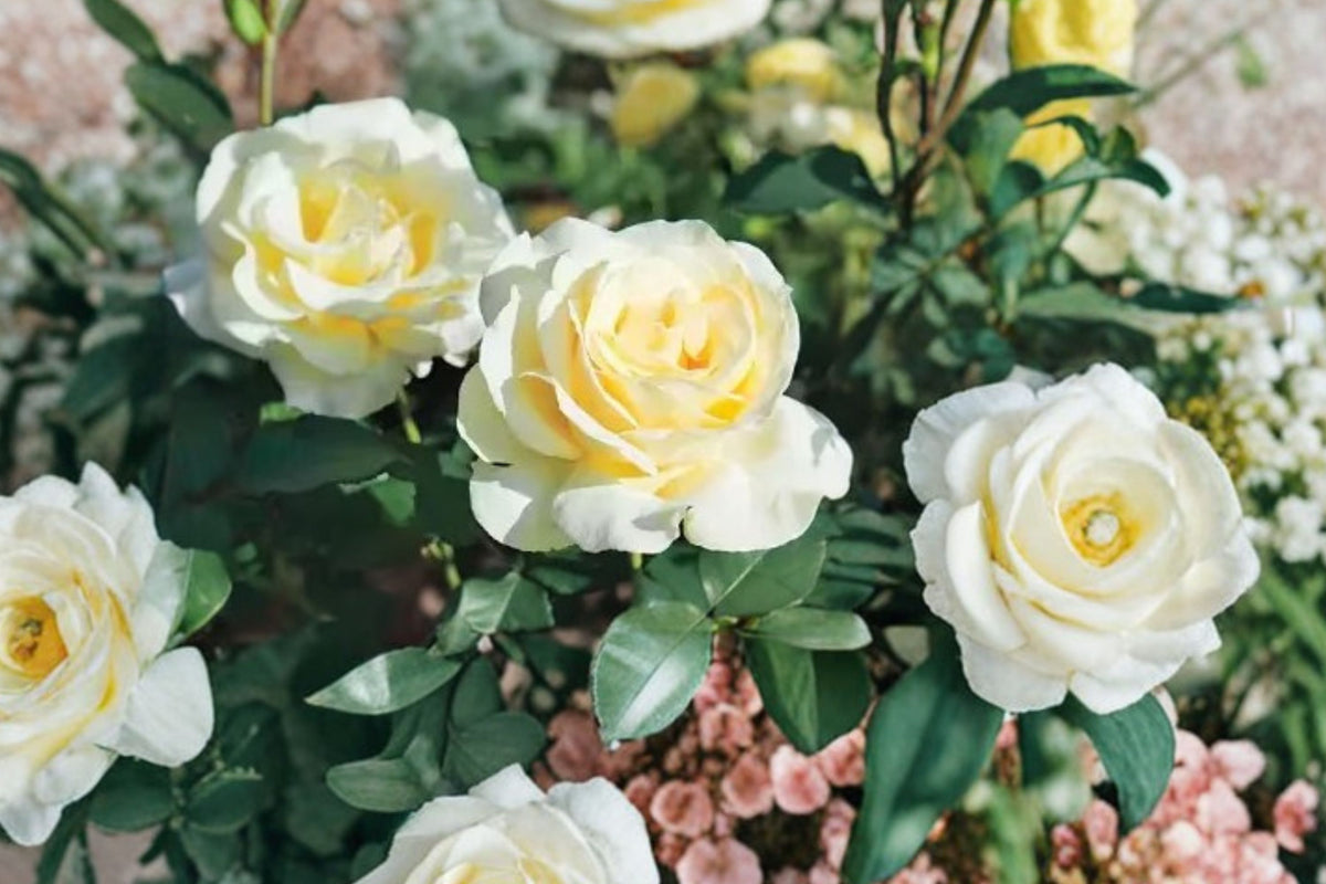Elina Yellow Light Rose – Live Starter Plant | 4–6 Inches Tall | Classic Ornamental Rose | Rooted Flowering Plant | Ships Without Pot