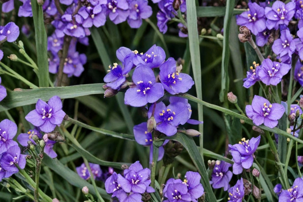 5 Spiderwort Tradescantia Plants – Purple Flower Live Bare Root Rhizomes | Hardy Perennial | Pollinator Garden & Landscape Flowers
