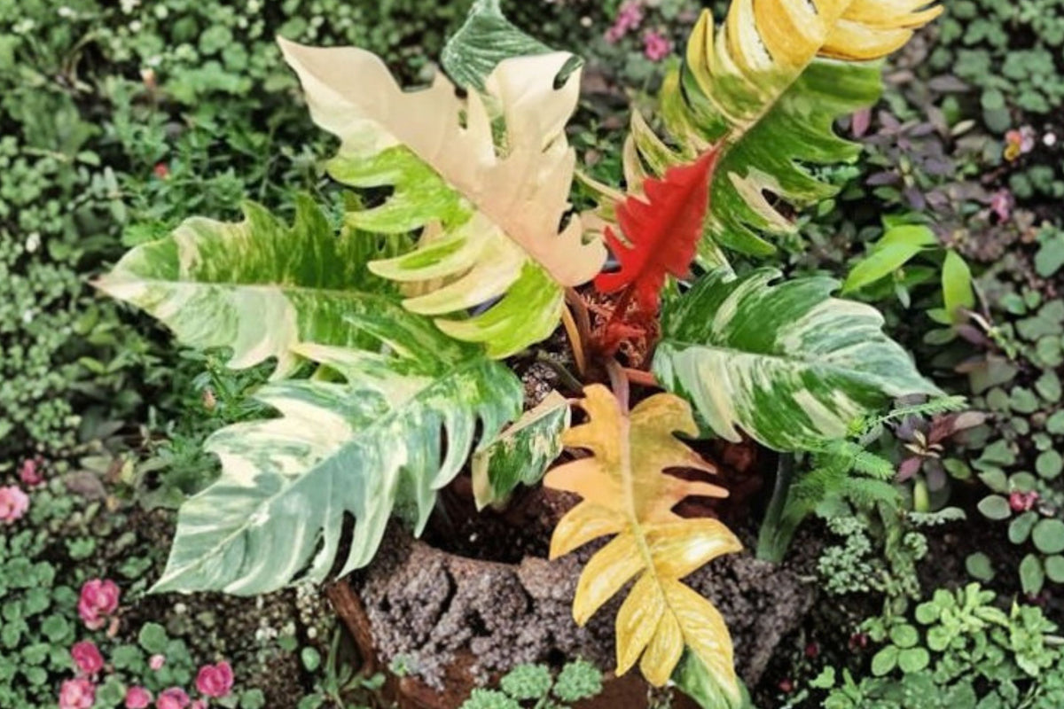 Variegated Philodendron Caramel Marble – Live Indoor Plant | 4 Inch Pot | Colorful Variegated Tropical Aroid | Rare Houseplant