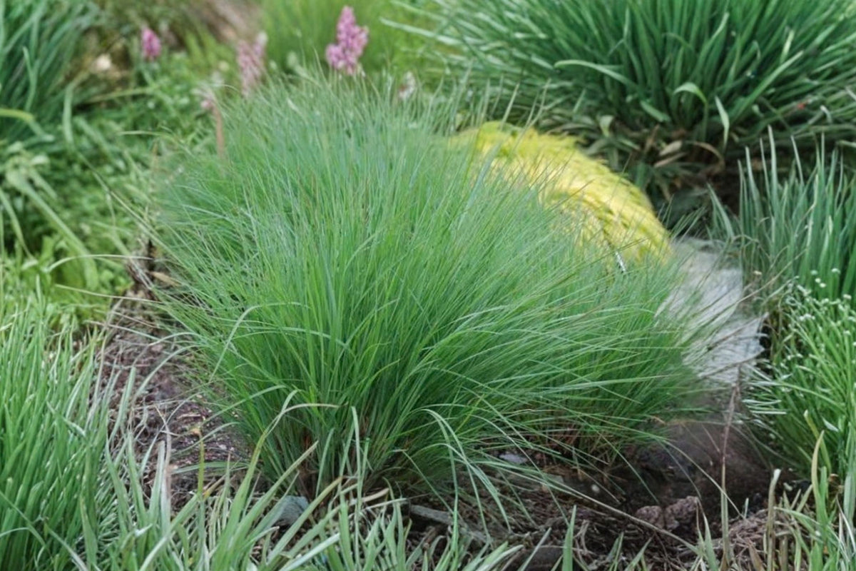 Little Bluestem Grass – Schizachyrium scoparium Live Plant | One Gallon Pot Grown | Ships Bare Root | Hardy Native Ornamental Grass