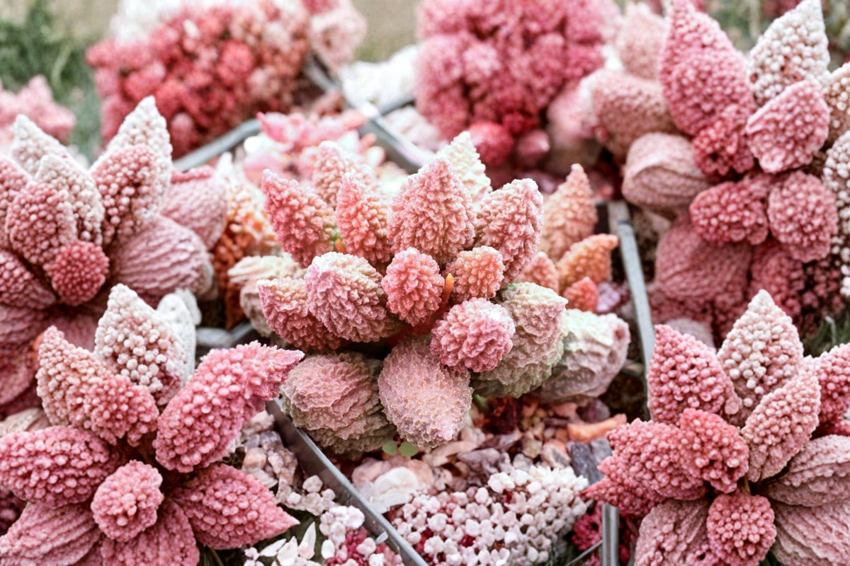 Rare Adromischus Marianae Var. Herrei – Live Multi-Head Cluster Succulent | 2–2.5 Inch | Purple Burgundy Collector Plant | Ships Bare Root