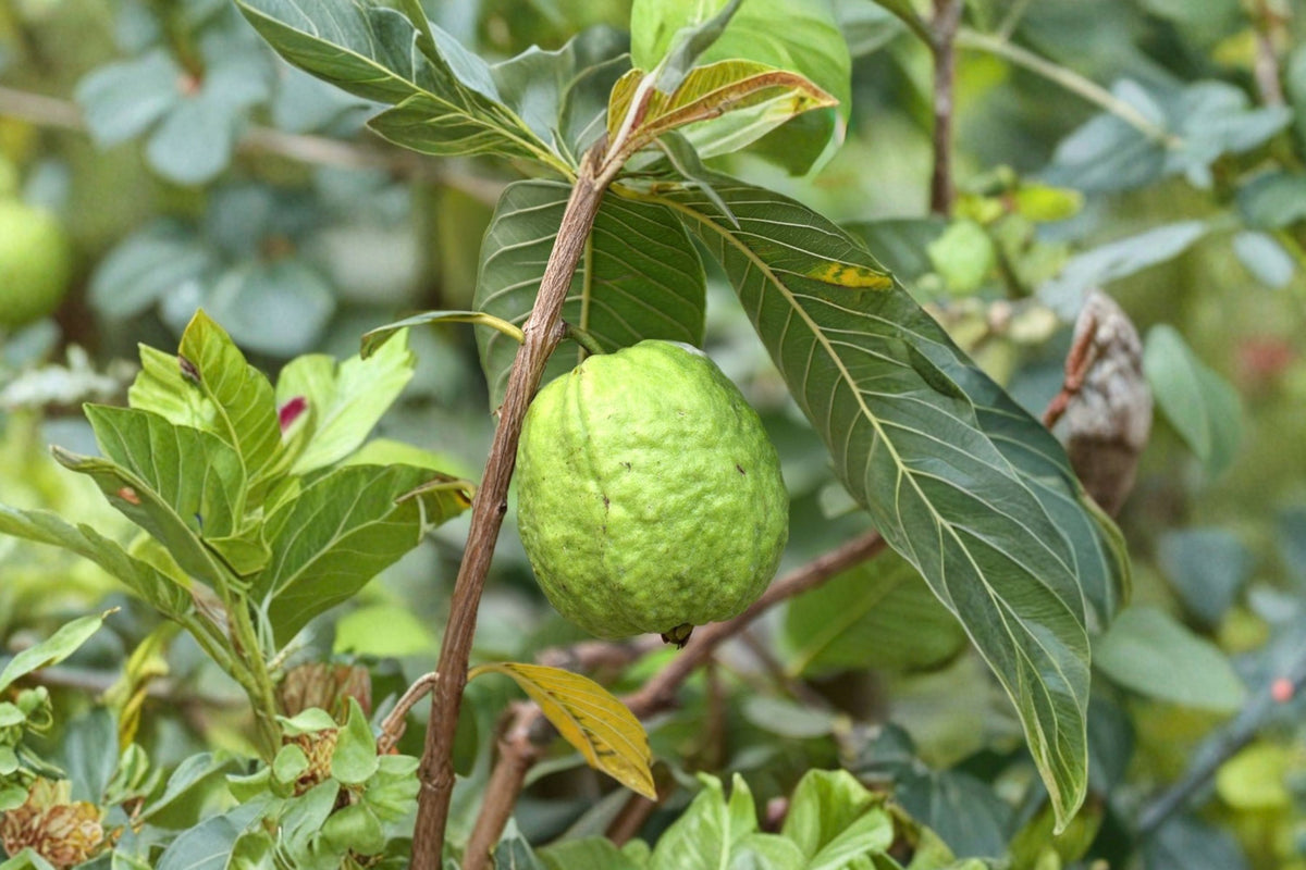 Asian Guava Tree – Psidium Live Potted Edible Fruit Plant | One Gallon Pot | Tropical Big Fruit Tree | Patio & Home Garden Plant