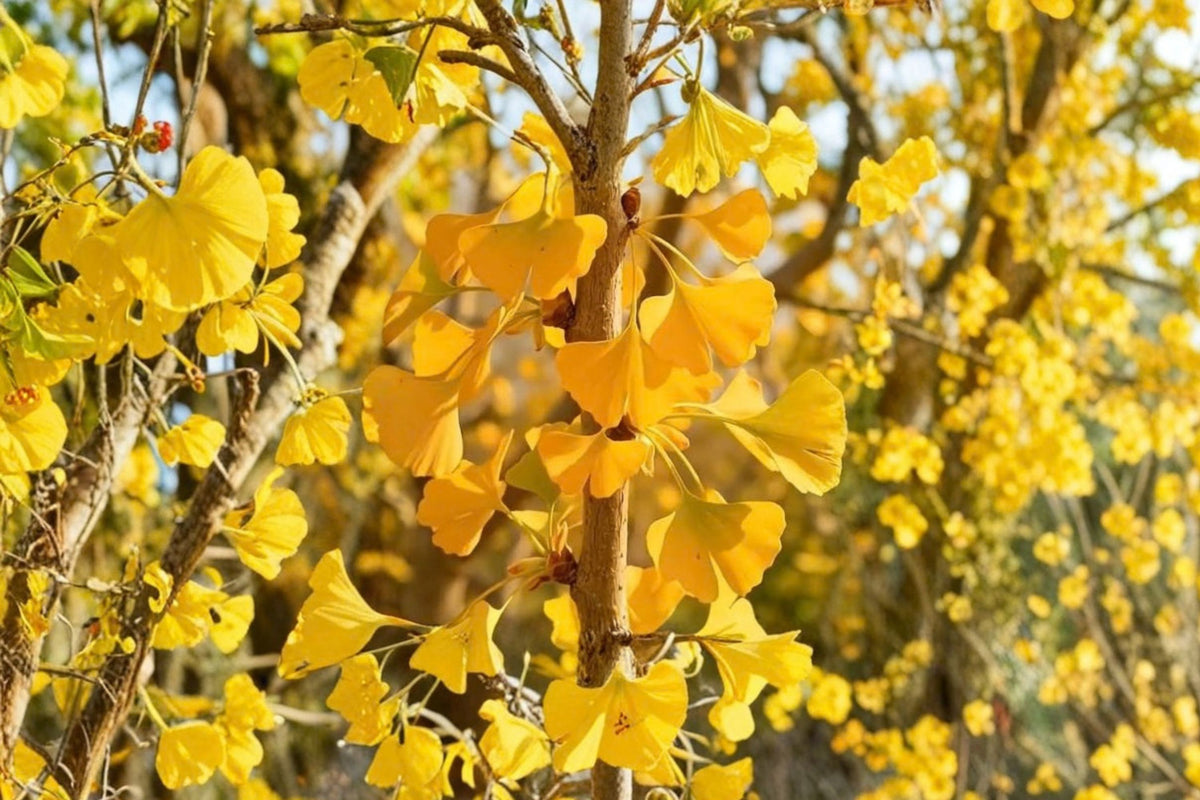 2 Ginkgo Biloba Live Plants – Large Growing Trees | 6 Inch Pots | Unique Fan-Shaped Foliage | Outdoor Garden & Landscape Plants