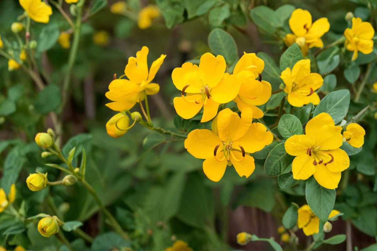 Christmas Senna – Senna bicapsularis Live Plant | Golden Yellow Flowering Shrub | Butterfly Garden Plant | Potted Starter