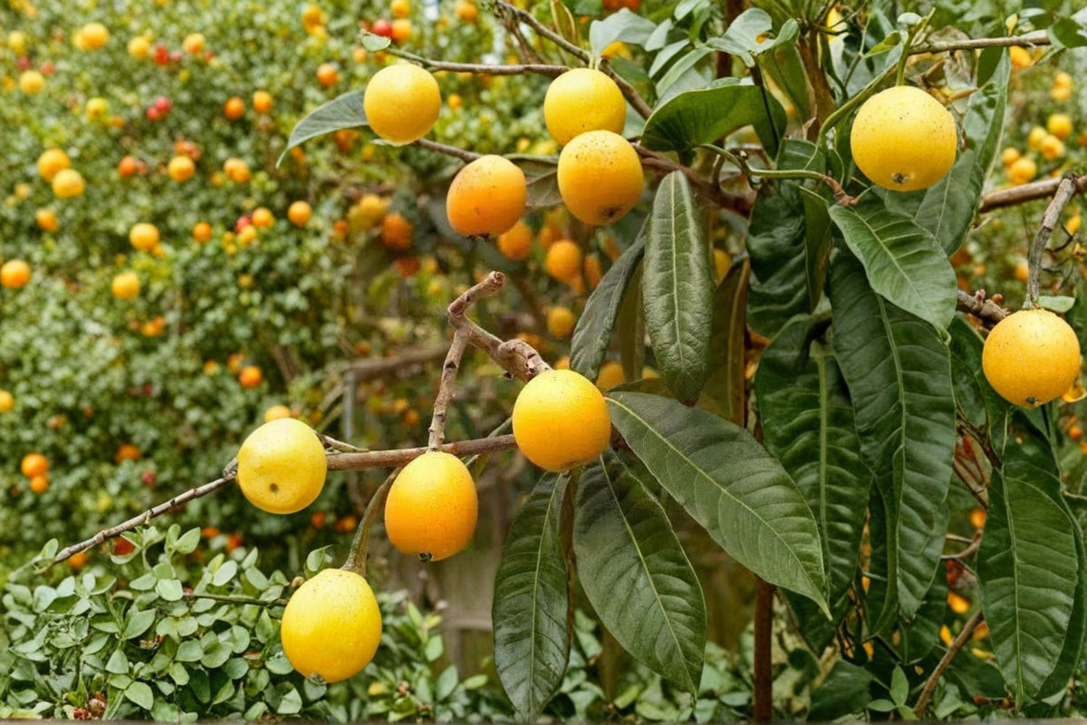 Loquat Tree Sweet Yellow Plum – Eriobotrya japonica Live Starter Plant | 2–3 Feet Tall | Bare Root Edible Tropical Fruit Tree