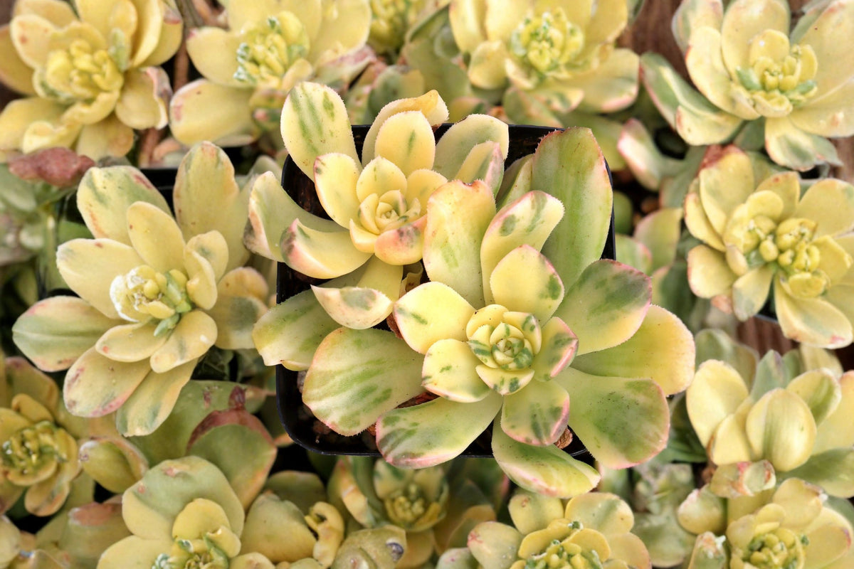 Aeonium ‘Maibahe’ Variegata – Rare Live Succulent Plant | 4–6 Inch Variegated Aeonium | Collector Rosette Succulent