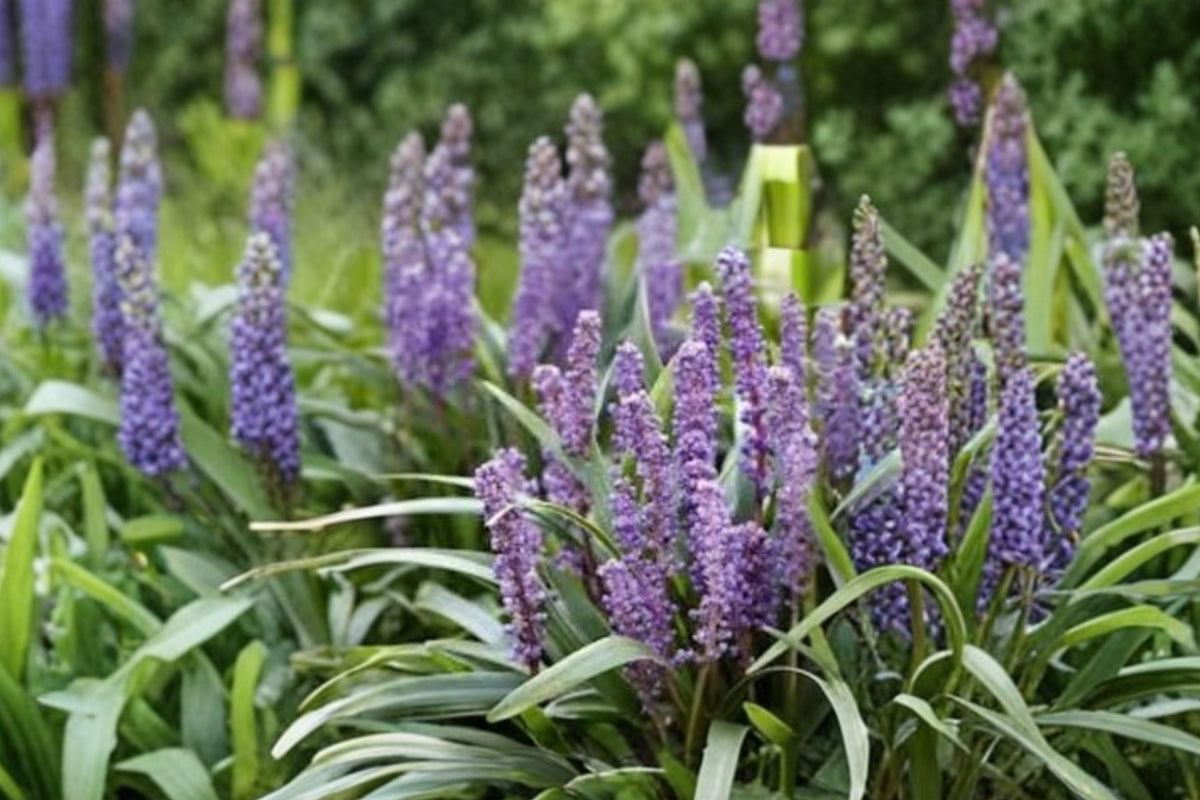 30 Liriope Live Plants – 4–8 Inch Bare Root Starter Plants | Monkey Grass Lilyturf | Purple Flowering Ornamental Groundcover