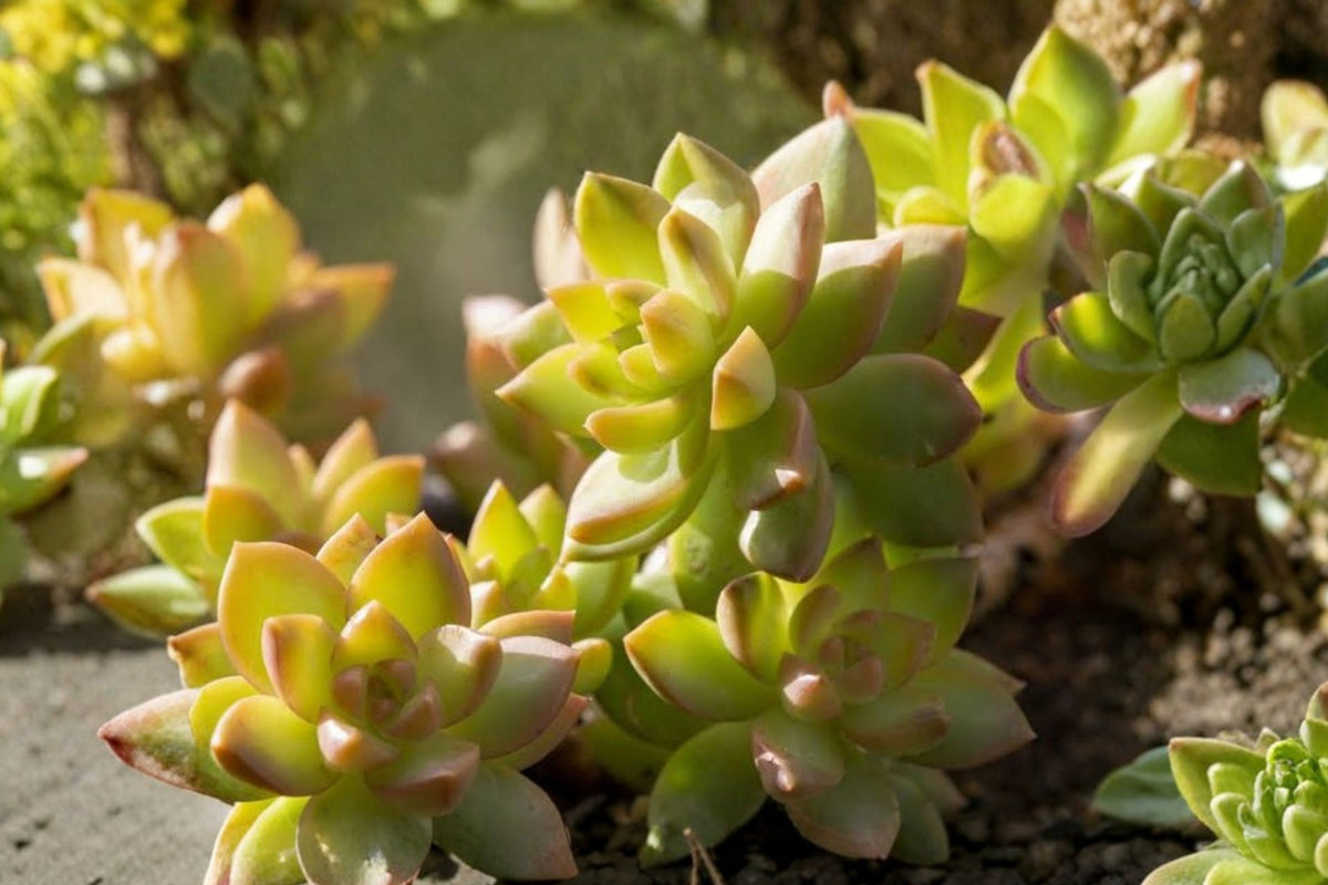 2 Sedum Adolphi Golden Sedum Live Plants – Rooted Succulents | 3 Inch Pot | Golden Foliage Container Plants