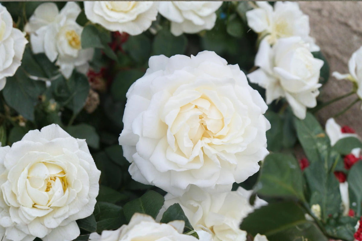 6 Cloud 10 Climbing Rose Live Cuttings – 5–7 Inch | Fragrant White Flowering Rose | Repeat Blooming Climbing Plant