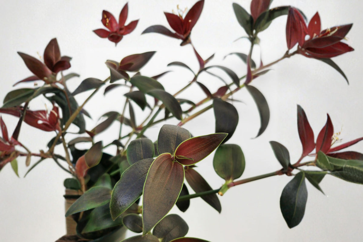 10 Jose Puig Gibasis-Tradescantia Live Cuttings – 5–7 Inch | Unrooted Trailing Plant | Pink Flowering Hanging Basket Plant