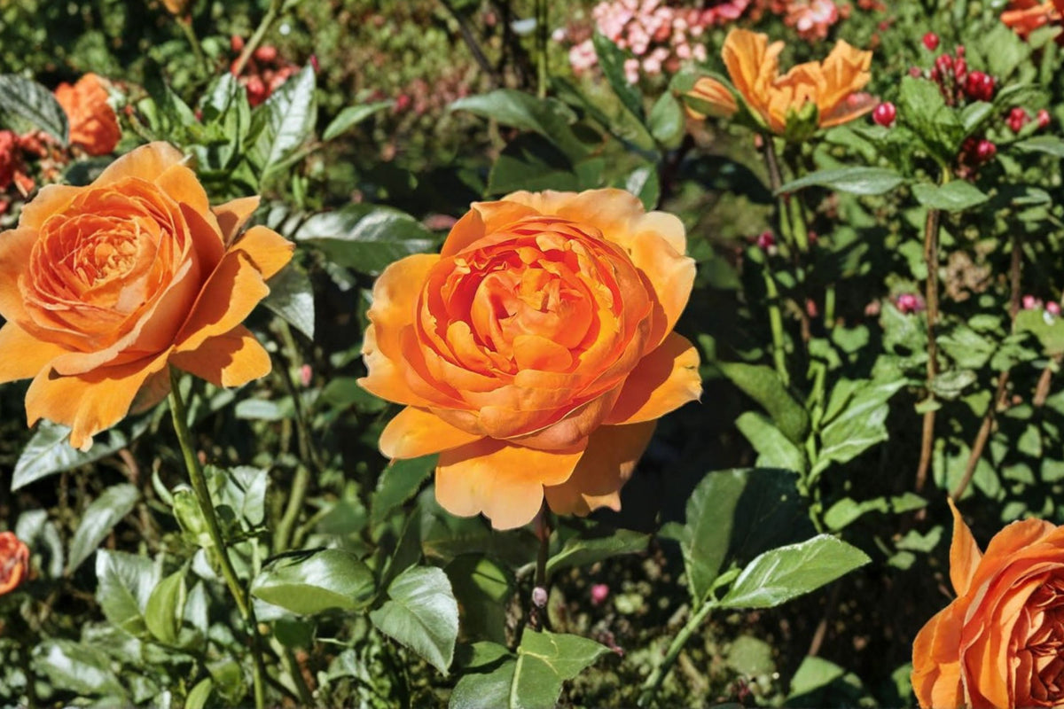 Climbing Rose Tangerine Skies – Live Starter Plant | 4 Inch Pot | Tangerine Orange Fragrant Rose | Repeat Blooming Climber