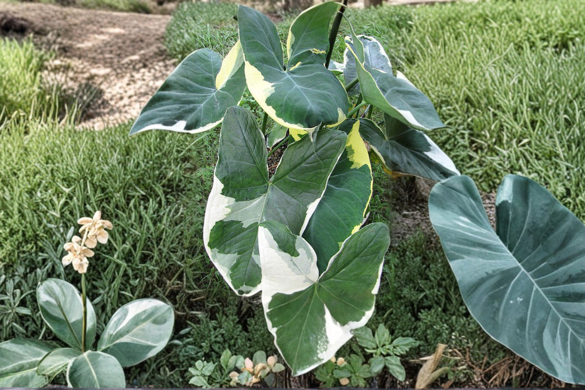 Colocasia Xanthosoma Variegated – Live Elephant Ear Plant | Approx. 4 Inch Tall | Rare Variegated Aroid | Ships No Pot