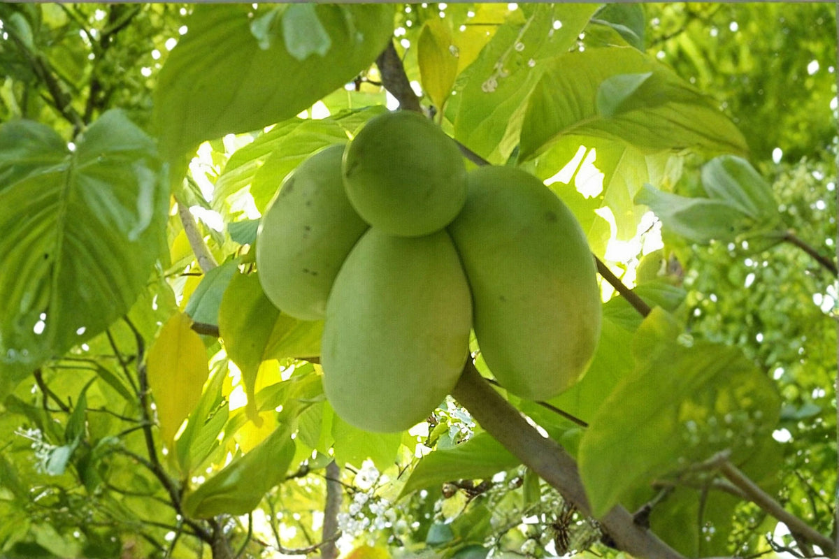 Paw Paw Indian Banana Tree – Asimina triloba Live Plant | 6–12 Inch Seedling | Quart Pot | Cold Hardy Edible Fruit Tree