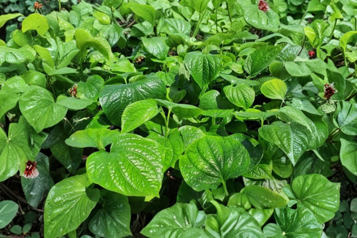 5 Organic Piper Lolot Live Plants – 12+ Inch Tall | Lá Lốt Edible Herb | Asian Culinary Leaf Plant | Shipped Bare Root