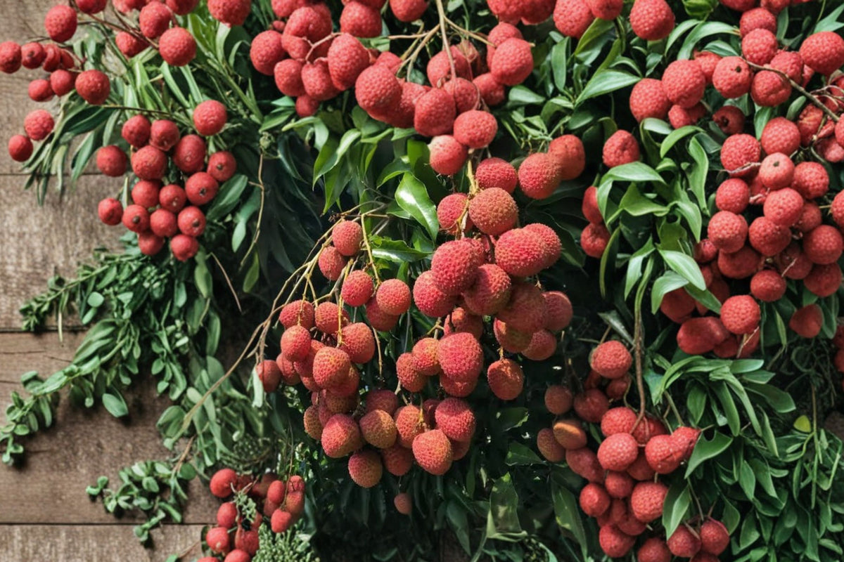 Sweetheart Lychee Tree – Live Tropical Fruit Plant | Approx. 2 Ft Tall | 3 Gallon Pot | Exotic Edible Fruit Tree