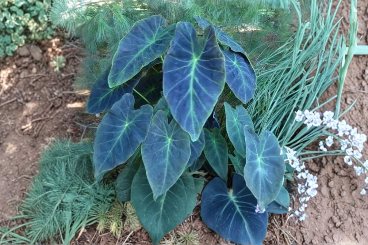 Illustris Colocasia Live Plant – 3 Inch Pot Size | Dark Elephant Ear Tropical Starter Plant | Ships Without Pot