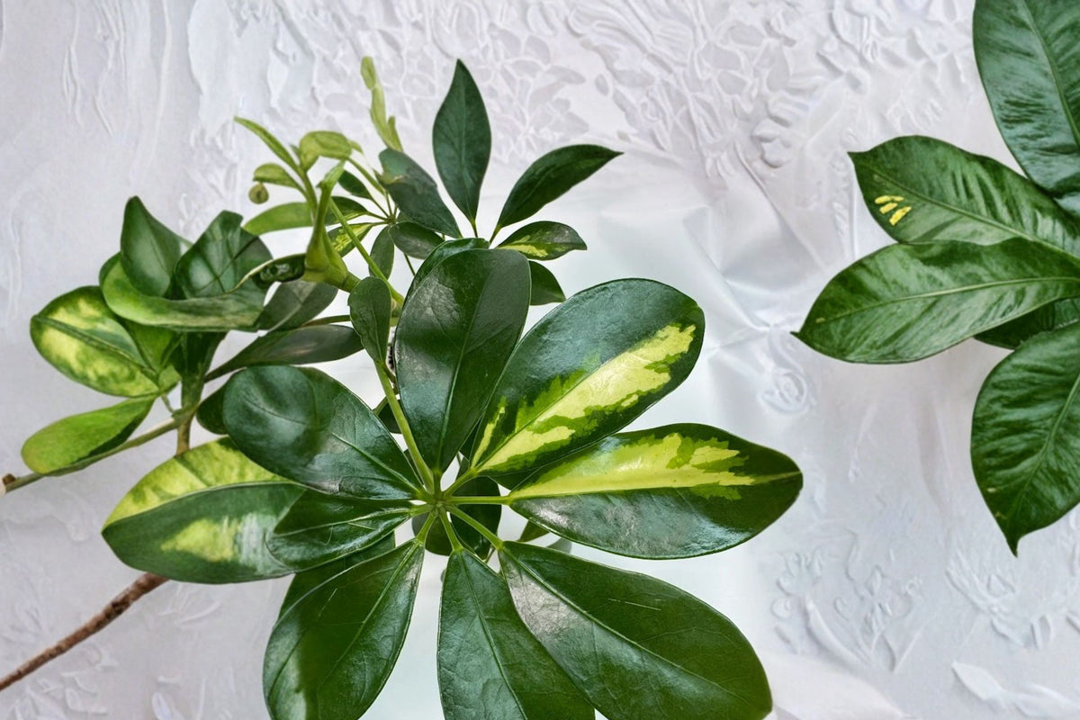 Variegated Umbrella Tree Live Plant – 4 Inch Pot | Schefflera Arboricola Variegata | Tropical Indoor Houseplant