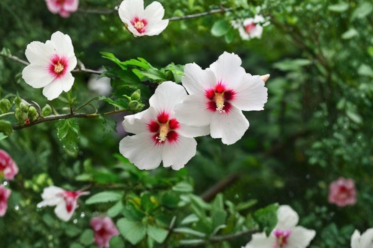 9 White Rose of Sharon Hibiscus Live Plants – 4–6 Inch Starter Seedlings | Organic Bare Root Flowering Shrubs