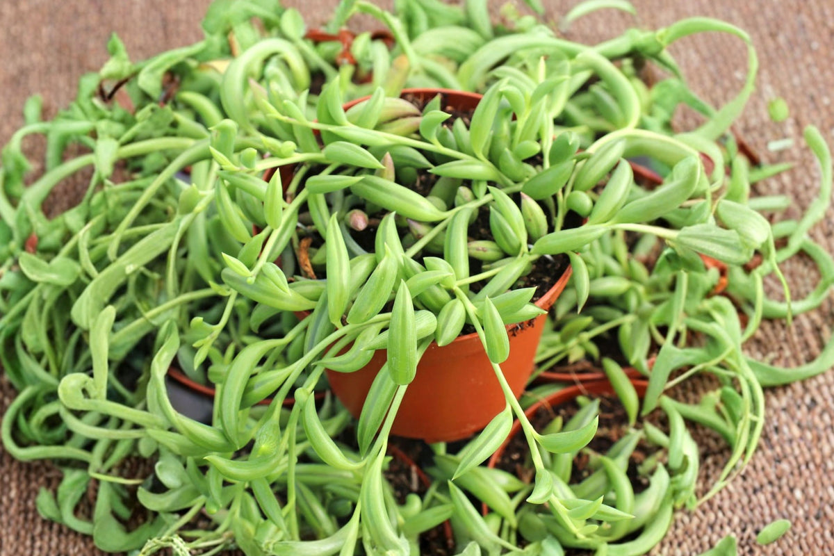 String of Bananas Live Succulent – Senecio Radicans | 4 Inch Potted Trailing Plant | Hanging Basket Houseplant