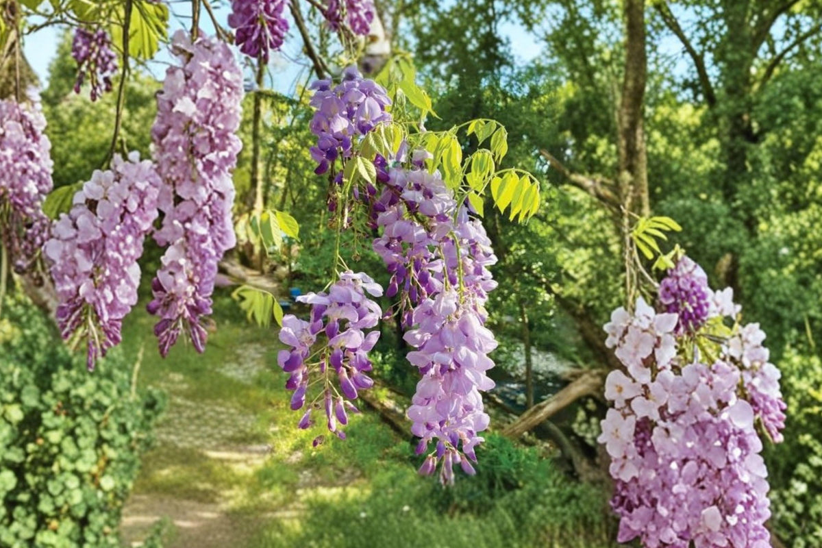 Purple Wisteria Sinensis Live Plant – 6–12 Inch Tall | 2.5 Inch Pot | Cold Hardy Flowering Vine